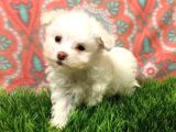Maltipoo Yavrularımız