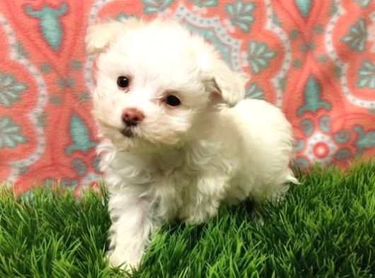 Maltipoo Yavrularımız görsel