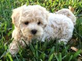 Maltipoo Yavrularımız