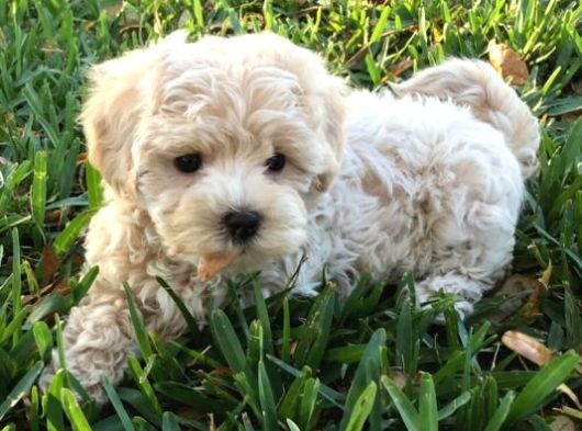 Maltipoo Yavrularımız görsel