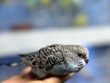 Ele Alışık Bebek Muahbbet Kuşu Yavruları