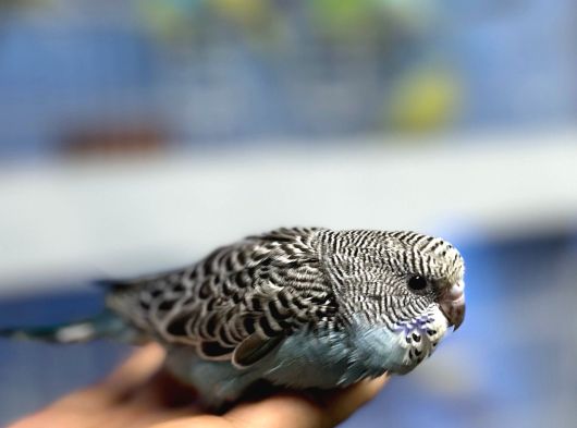 Ele Alışık Bebek Muahbbet Kuşu Yavruları görsel