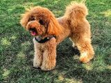 6 aylık dişi safkan toy poodle