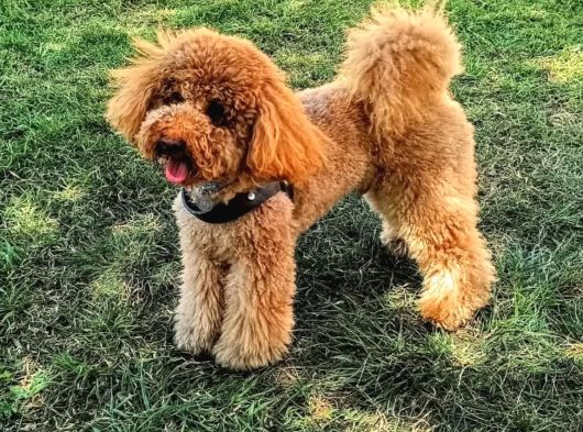6 Aylık Dişi Safkan Toy Poodle
