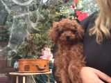 Teacup kore poodle