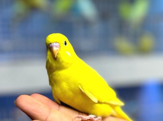 Ele Alışık Bebek Muahbbet Kuşu Yavruları
