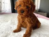 Mini Boy RED BROWN POODLE BEBEĞİMİZ KORE