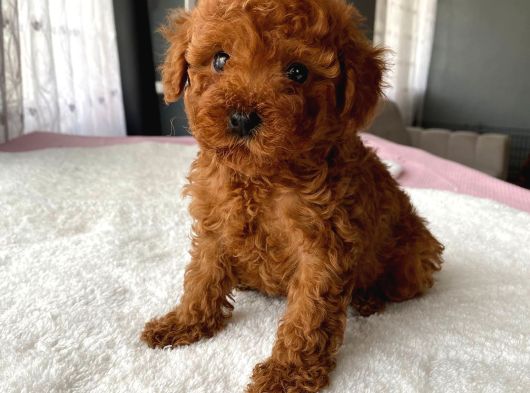 Mini Boy Red Brown Poodle Bebeği̇mi̇z Kore