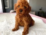 Mini Boy Red Brown Poodle Bebeği̇mi̇z Kore