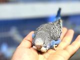Ele Alışık Bebek Muahbbet Kuşu Yavruları