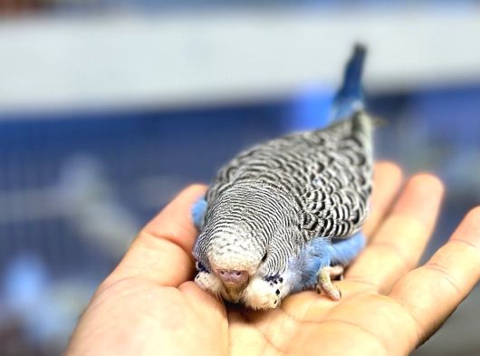 Ele Alışık Bebek Muahbbet Kuşu Yavruları görsel