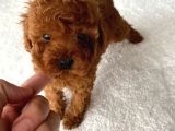 Mini Boy Red Brown Poodle Bebeği̇mi̇z Kore