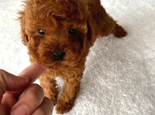 Mini Boy Red Brown Poodle Bebeği̇mi̇z Kore görsel