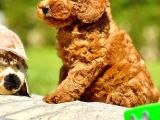 Birinci Sınıf Enfes Kızıl Poodle Yavrularımız