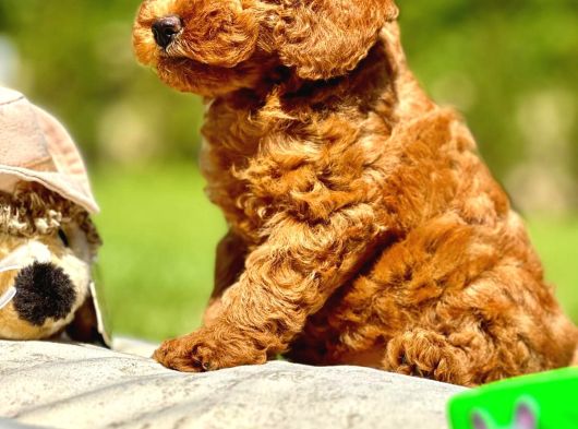 Birinci Sınıf Enfes Kızıl Poodle Yavrularımız görsel