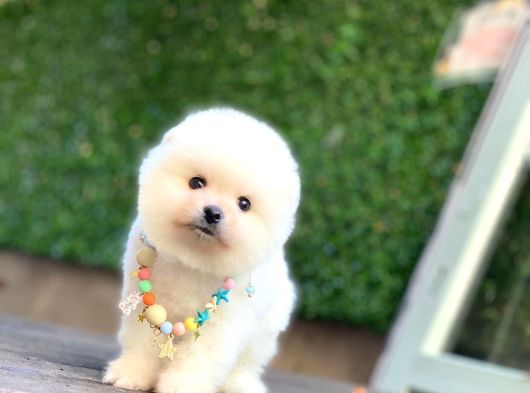 A Kalite Pomeranian Boo