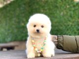 A Kalite Pomeranian Boo