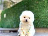 A Kalite Pomeranian Boo