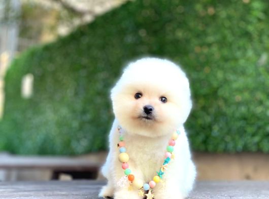 A Kalite Pomeranian Boo görsel