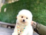 A Kalite Pomeranian Boo