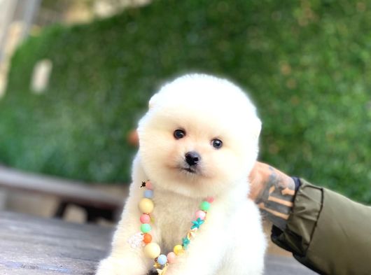A Kalite Pomeranian Boo görsel
