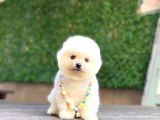 A Kalite Pomeranian Boo