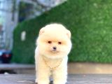 Ayıcık Surat Pomeranian Boo Yavrular