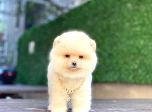 Ayıcık Surat Pomeranian Boo Yavrular görsel
