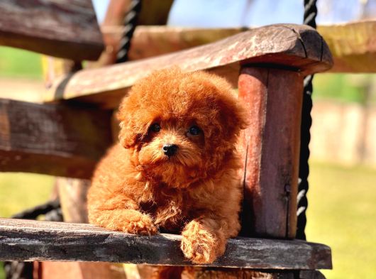 Efsanevi Güzellikte Kızıl Poodle Yavrularımız
