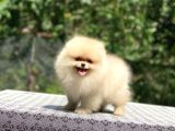 Ayıcık Surat Pomeranian Boo Yavrular