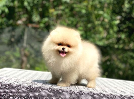 Ayıcık Surat Pomeranian Boo Yavrular