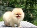Ayıcık Surat Pomeranian Boo Yavrular