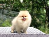 Ayıcık Surat Pomeranian Boo Yavrular