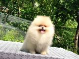 Ayıcık Surat Pomeranian Boo Yavrular