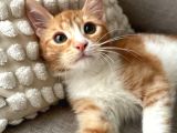 Kikiye Ömürlük Yuva Arıyoruz