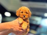 MİNİCİK POODLE YAVRULARIMIZ