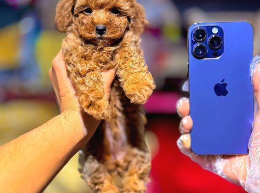 Mi̇ni̇ci̇k Poodle Yavrularimiz görsel