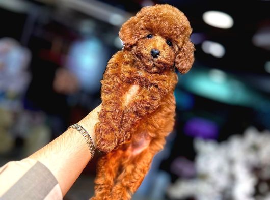 Mi̇ni̇ci̇k Poodle Yavrularimiz görsel