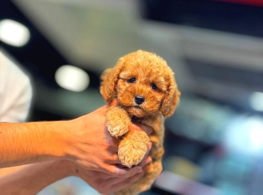 Mi̇ni̇ci̇k Poodle Yavrularimiz görsel