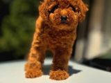 Mi̇ni̇ci̇k Poodle Yavrularimiz