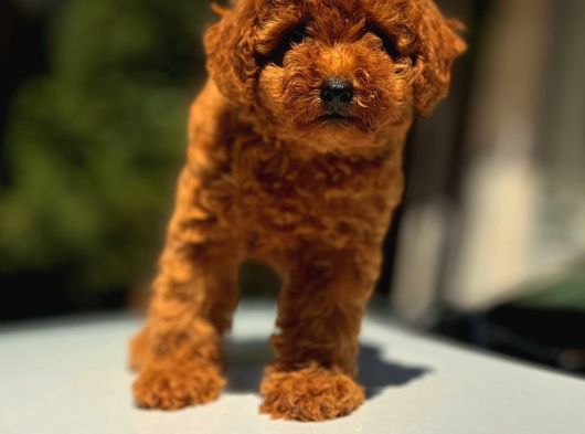 Mi̇ni̇ci̇k Poodle Yavrularimiz görsel