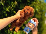 IRK GARANTİLİ POODLE YAVRULAR