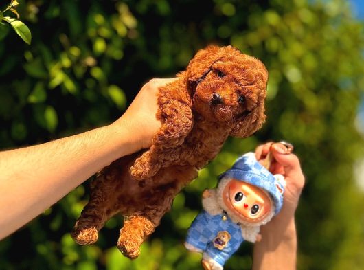 Irk Garanti̇li̇ Poodle Yavrular