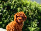 Irk Garanti̇li̇ Poodle Yavrular