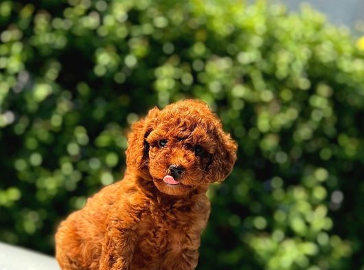 Irk Garanti̇li̇ Poodle Yavrular görsel