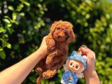 Irk Garanti̇li̇ Poodle Yavrular