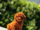 Irk Garanti̇li̇ Poodle Yavrular