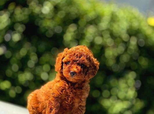 Irk Garanti̇li̇ Poodle Yavrular görsel