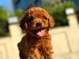 Irk Garanti̇li̇ Poodle Yavrular
