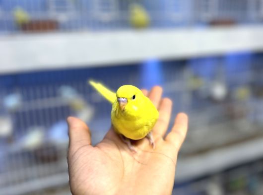 Ele Alışık Bebek Muahbbet Kuşu Yavruları görsel